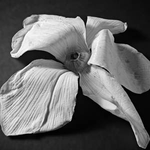 Natura morta